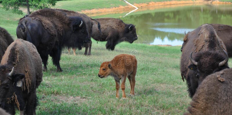 roaming buffaloes travel