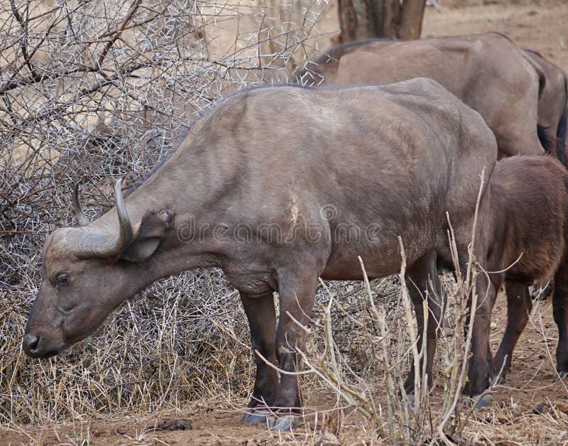 Buffaloese on safari in Tarangiri-Ngorongoro stock images Buffaloese on safari in Tarangiri-Ngorongoro stock images