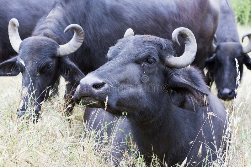 Buffaloes in a dairy farm. The dairy farm is specialized in buffalo yoghurt and cheese production. Buffaloes in a dairy farm. The dairy farm is specialized in buffalo yoghurt and cheese production.