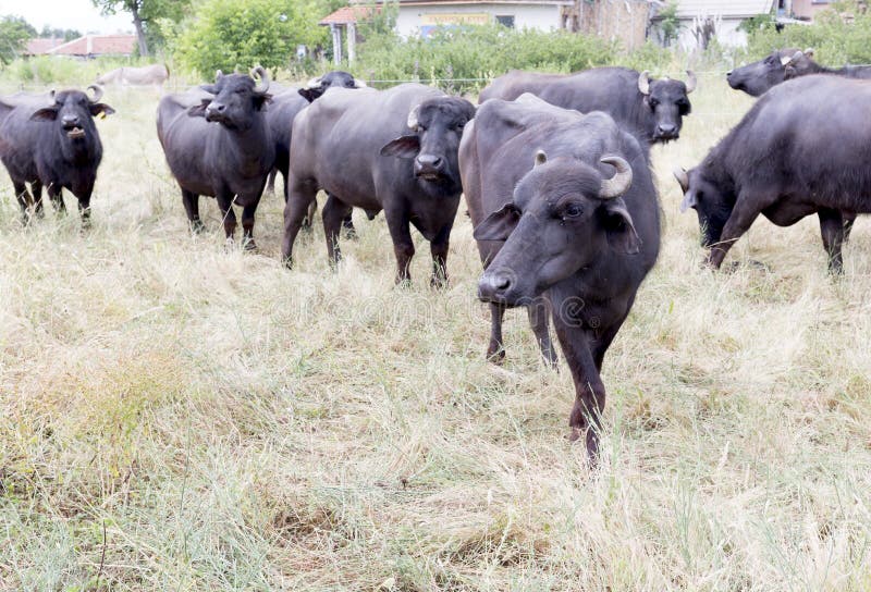 Buffaloes in a dairy farm. The dairy farm is specialized in buffalo yoghurt and cheese production. Buffaloes in a dairy farm. The dairy farm is specialized in buffalo yoghurt and cheese production.