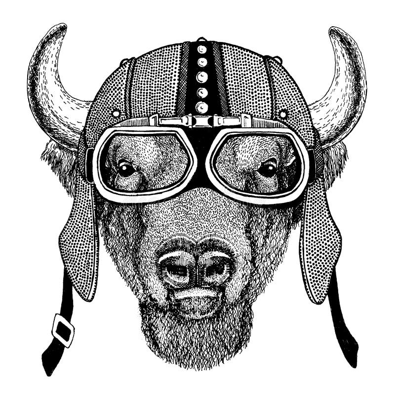 Buffel bison, oxe, lös djur bärande motorcykel för tjur, aero hjälm Cyklistillustration för t-skjortan, affischer, tryck royaltyfri illustrationer Buffel bison, oxe, lös djur bärande motorcykel för tjur, aero hjälm Cyklistillustration för t-skjortan, affischer, tryck royaltyfri illustrationer