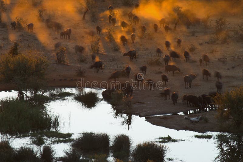 A herd of buffalo coming down to the water to drink. A herd of buffalo coming down to the water to drink