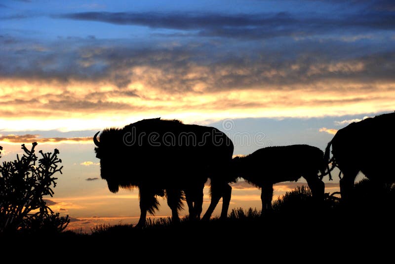 Buffels Bison Silhouette op Rand bij Zonsondergang royalty-vrije stock foto Buffels Bison Silhouette op Rand bij Zonsondergang royalty-vrije stock foto