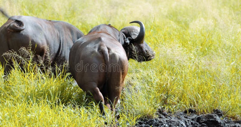 Buffels uit de kudde van afrika die genieten van moddergaten op het natte seizoen van de savanne. vijf