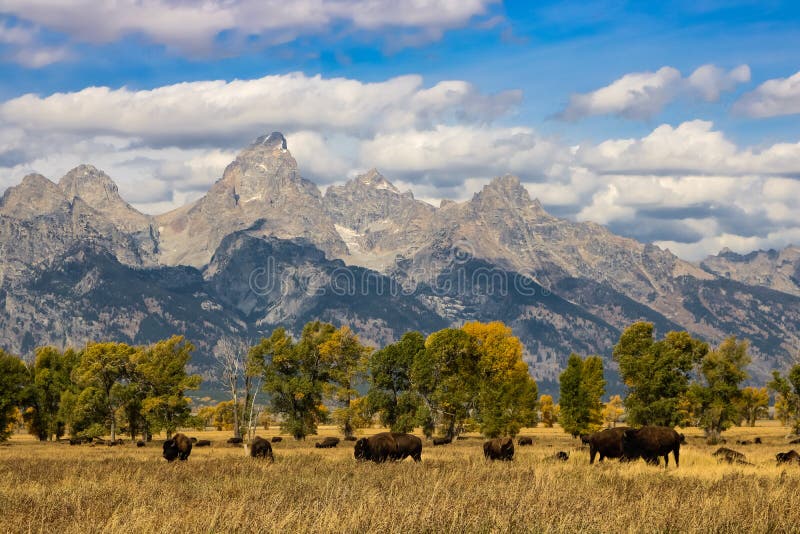 BUFFELS VAN DE DE SCHUURbizon VAN IDAHO DE ERGENS WILDSTE WILDE stock afbeeldingen BUFFELS VAN DE DE SCHUURbizon VAN IDAHO DE ERGENS WILDSTE WILDE stock afbeeldingen