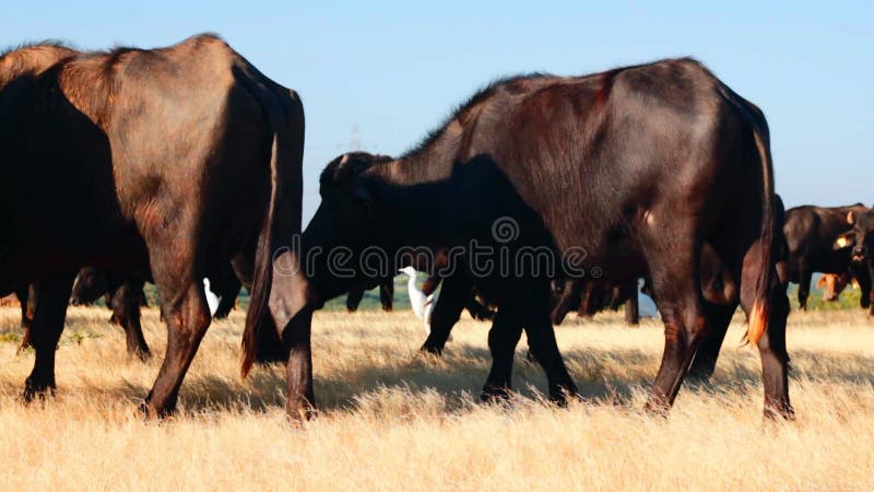 Buffle d'eau asiatique mangeant sec dans les terres agricoles avec ciel bleu noir animal lait buffle domestique asiatique eau buff clips vidéos