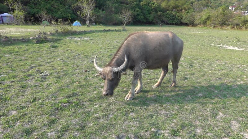 Buffle d'eau asiatique se nourrissant sur l'herbe verte dans un champ par une journée ensoleillée à hong kong chine banque de vidéos