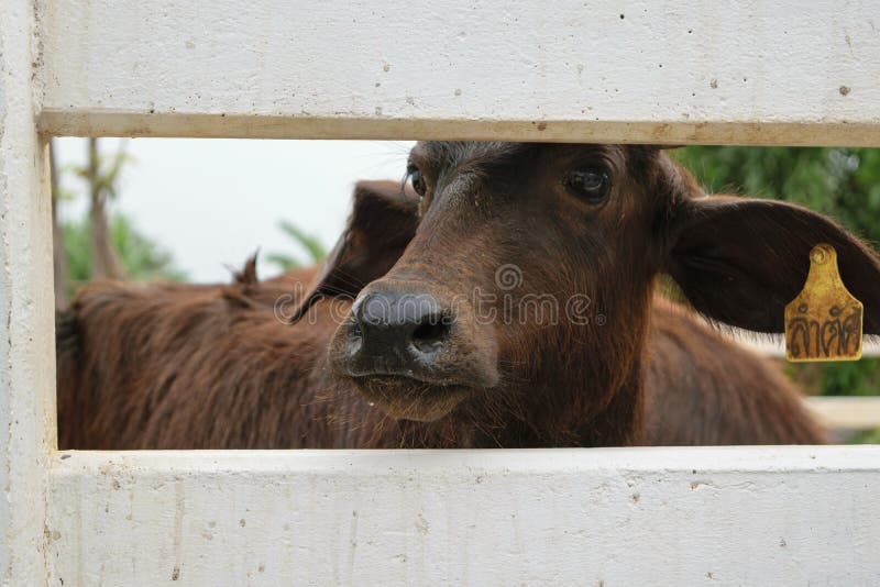 Buffle de Murrah image stock Buffle de Murrah image stock