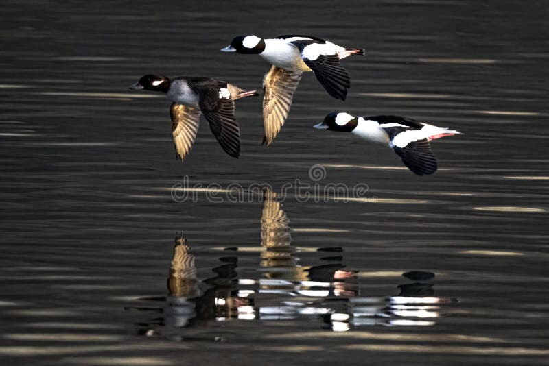 Bufflehead Ducks in Flight stock image. Image of nature 267598501