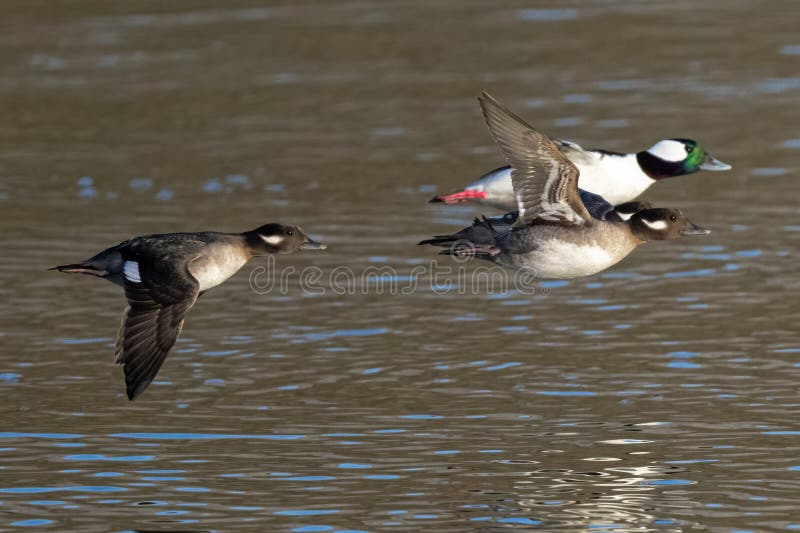Bufflehead Ducks in Flight stock photo. Image of soaring 267598504