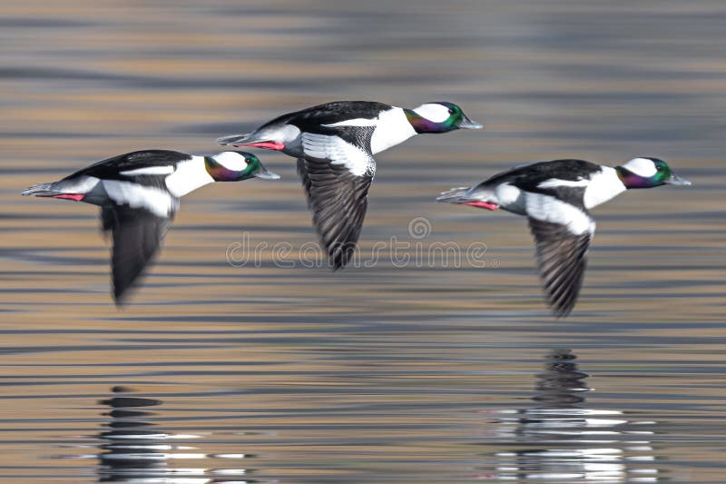 Bufflehead Ducks in Flight stock image. Image of feather 269360917