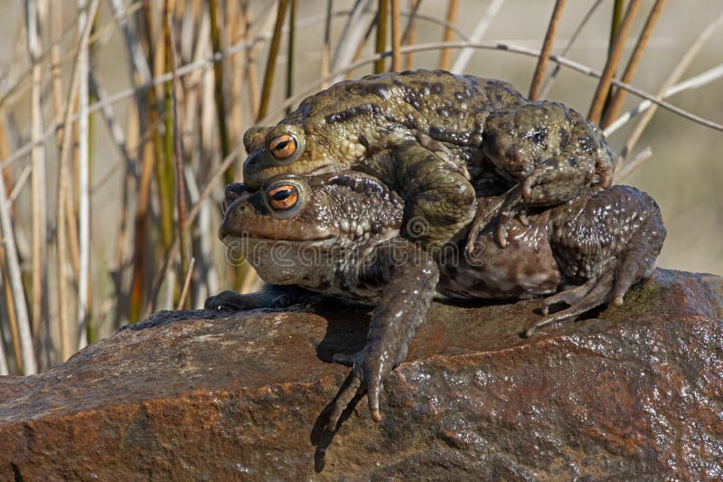 Focus stacked image of paired male and female Toads at their breeding pond. Focus stacked image of paired male and female Toads at their breeding pond