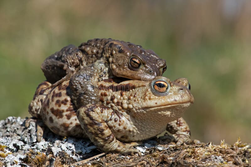 Paired male and female Toads at their breeding pond. Paired male and female Toads at their breeding pond