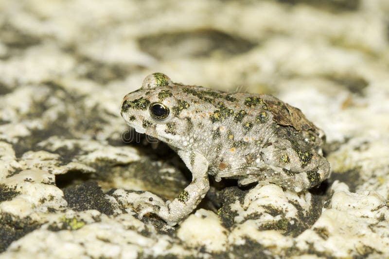 Bufo viridis / european green toad royalty free stock photos