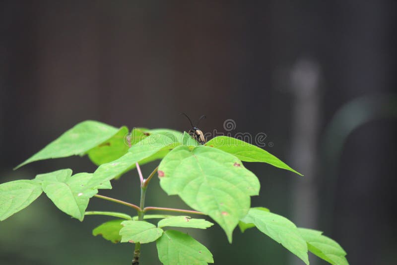 Bug Beetle insect forest nature coleoptera royalty free stock photography