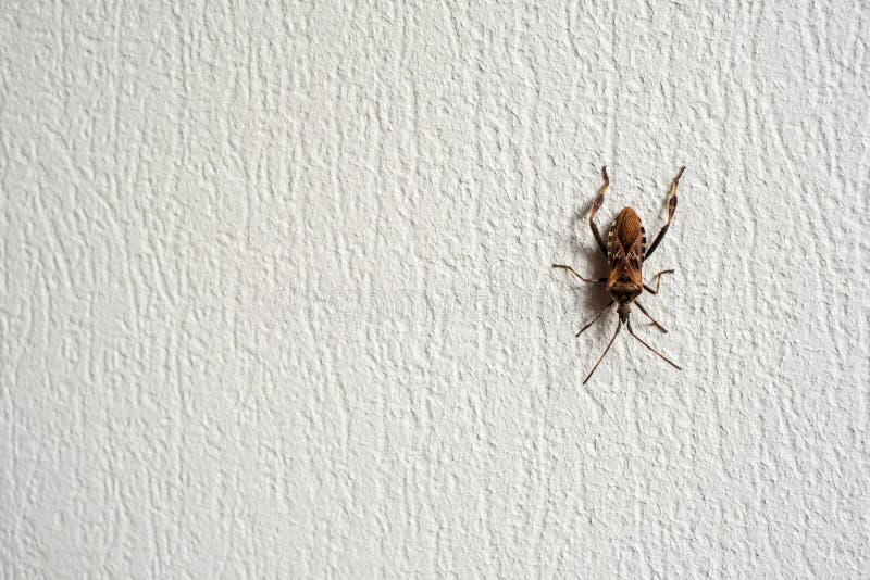 Bug crawling on rough wall stock photo. Image of beetle - 207531526