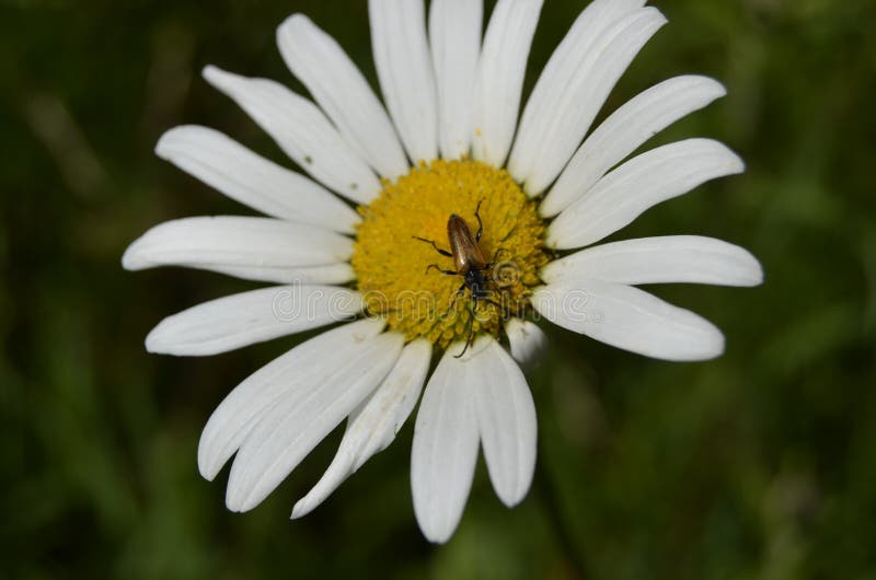 4,277 Daisy Bug Photos Free & RoyaltyFree Stock Photos from Dreamstime