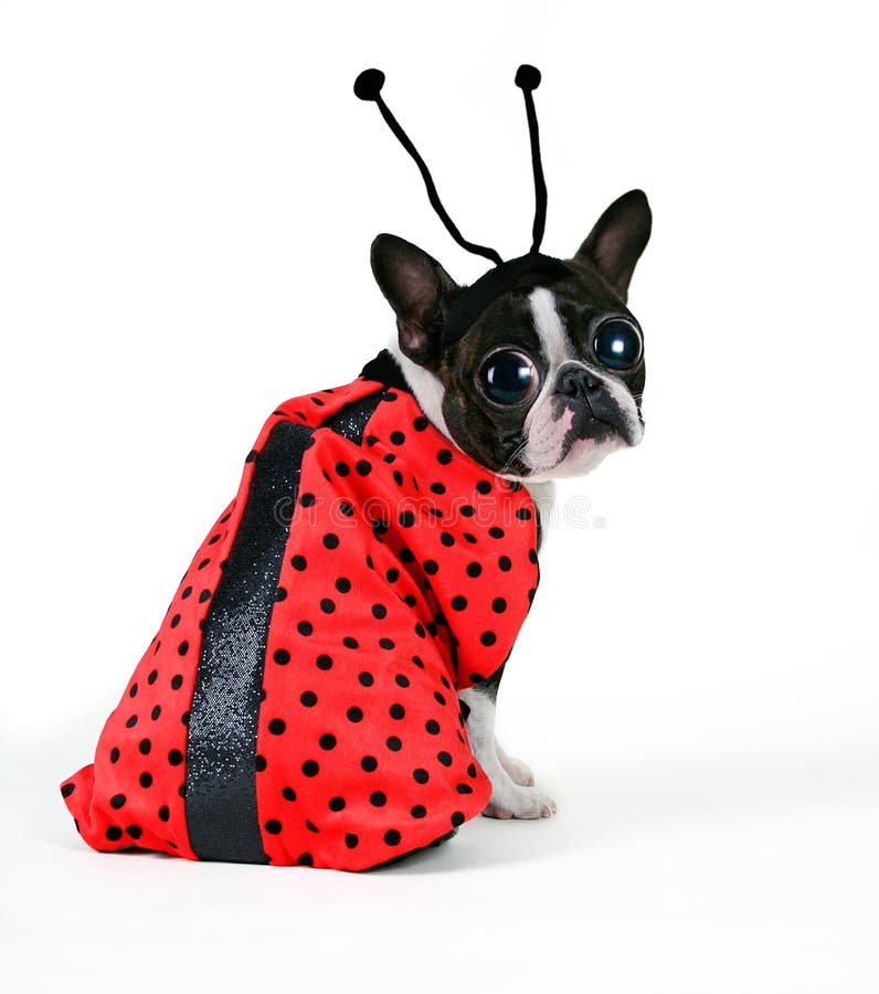 A boston terrier dressed in a ladybug costume. A boston terrier dressed in a ladybug costume