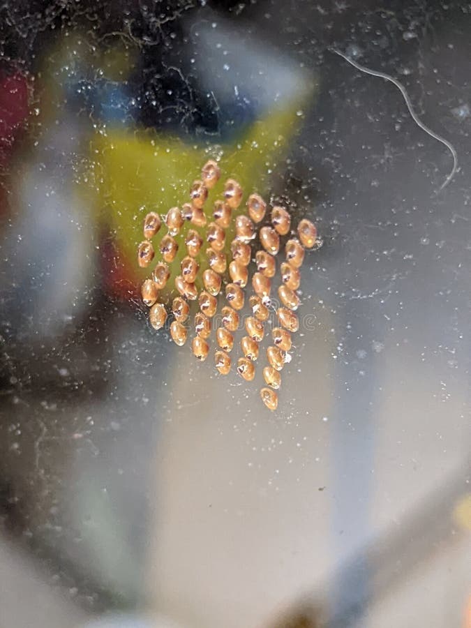 Bug insect eggs on glass stock image. Image of eggs 239611415