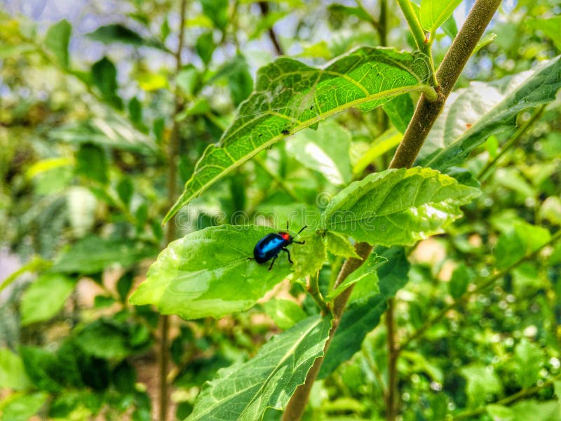 Bug Insect on Leaf Trees in the Nature Backgrounds Stock Photo - Image