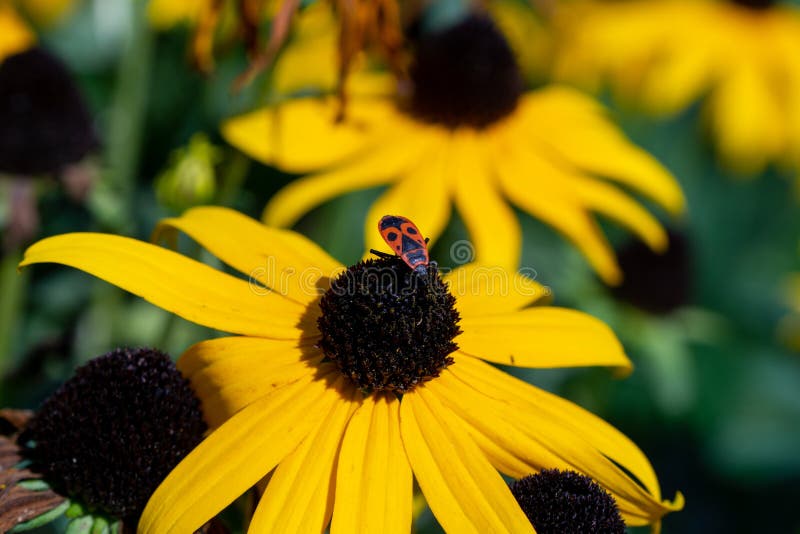 Bug and insect on the plant and flower