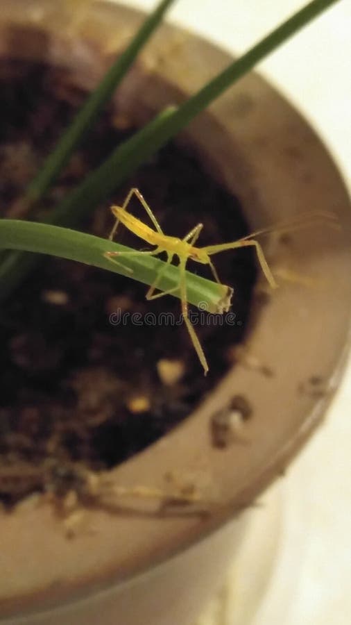 Bug Life stock images Bug Life stock images