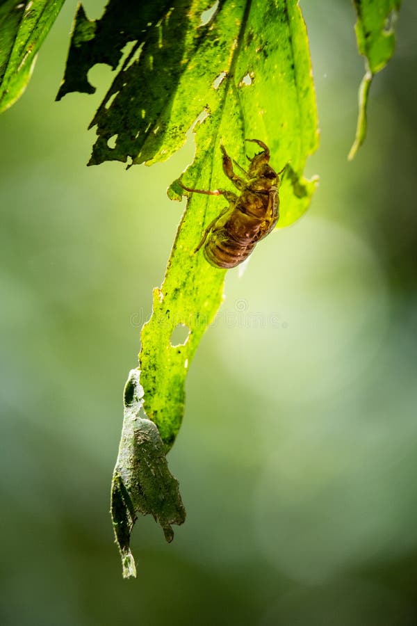 Bug macro shot on a leaf stock photos Bug macro shot on a leaf stock photos