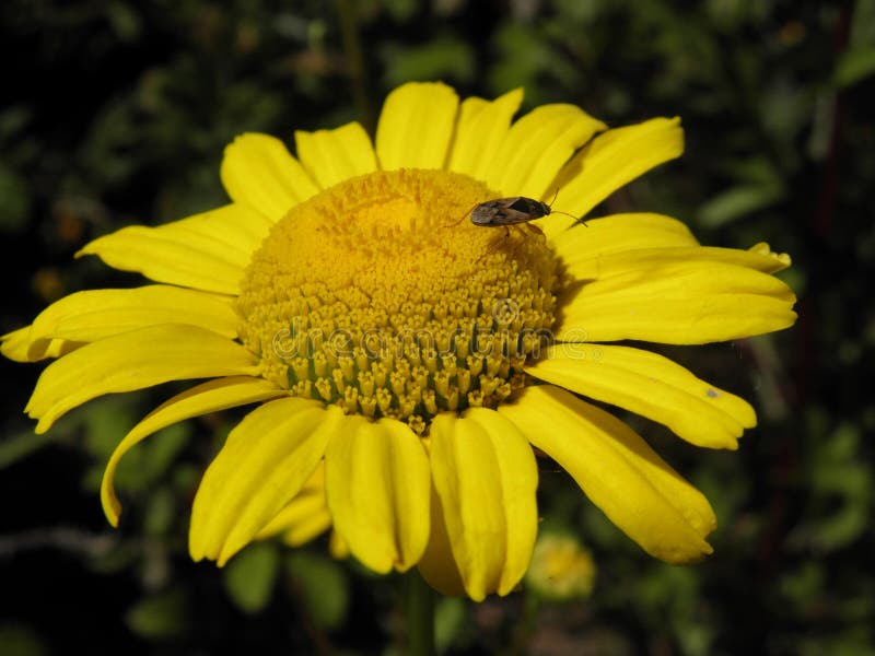 Bug Perched on a Yellow Daisy Stock Image Image of nature, daisy