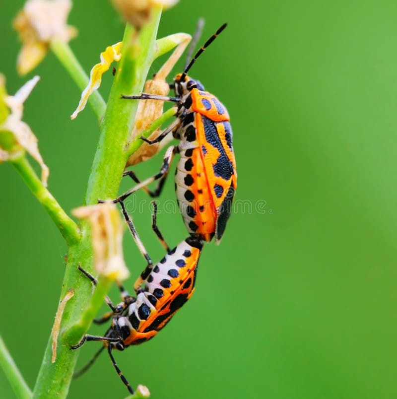 Bug on the plant