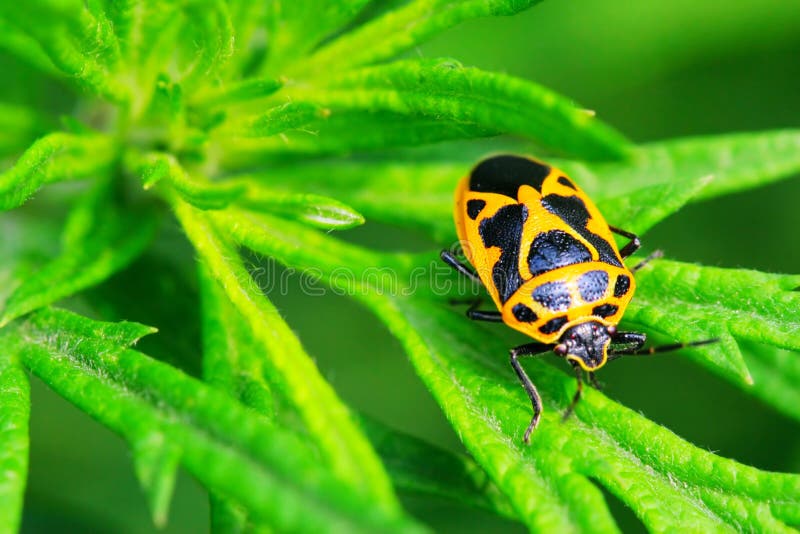 Bug on the plant