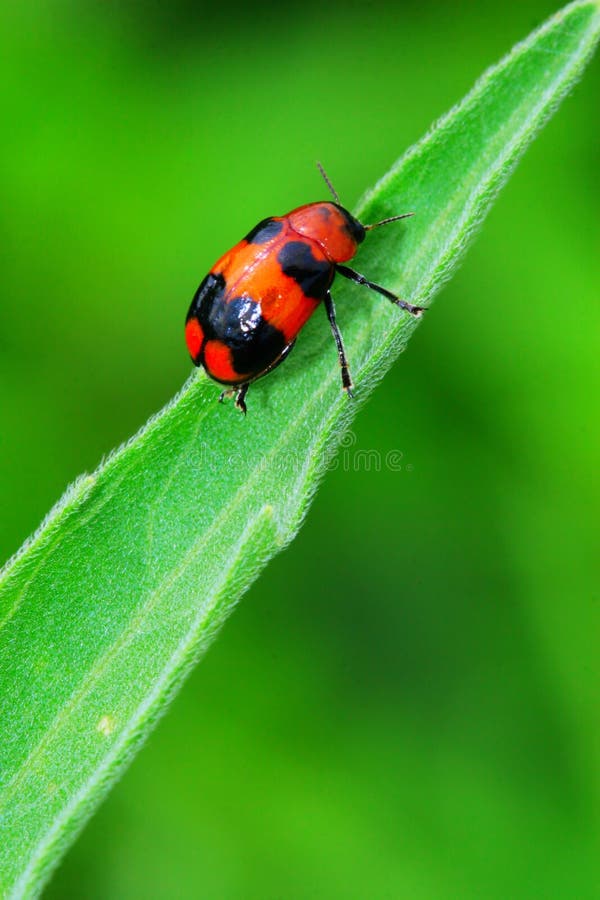 Bug on the plant