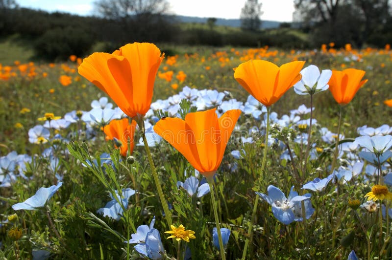 Un bug di vista di occhio di un campo di California fiori primaverili.