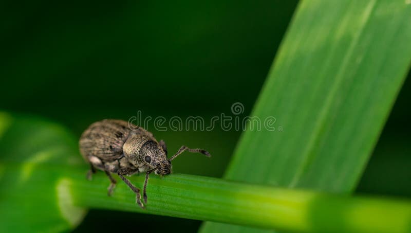 A bug`s life in the grass royalty free stock photography A bug`s life in the grass royalty free stock photography