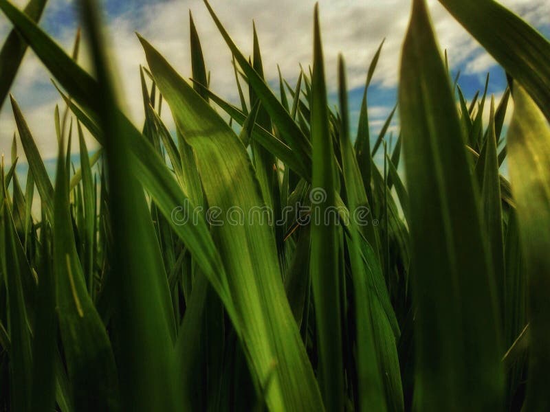 A bug´s life stock image A bug´s life stock image