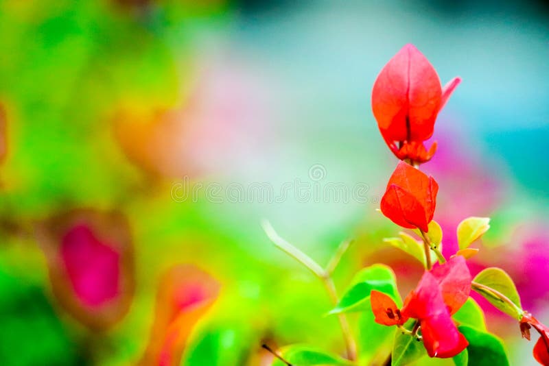 Buganvilla, flor de papel que florece después de la lluvia varios días fotografía de archivo libre de regalías Buganvilla, flor de papel que florece después de la lluvia varios días fotografía de archivo libre de regalías