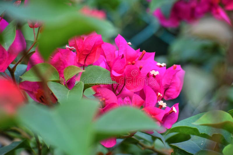 Buganvillea magenta con le foglie blured fotografia stock Buganvillea magenta con le foglie blured fotografia stock