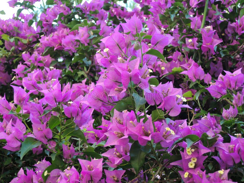 A buganvília de florescência floresce o fundo Flores magentas cor-de-rosa brilhantes da buganvília como um fundo floral fotografia de stock A buganvília de florescência floresce o fundo Flores magentas cor-de-rosa brilhantes da buganvília como um fundo floral fotografia de stock