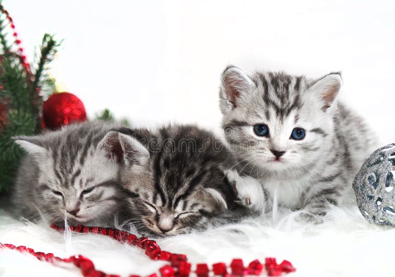 Bugia dei gattini sotto l'albero di Natale fotografie stock Bugia dei gattini sotto l'albero di Natale fotografie stock