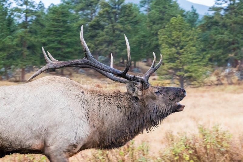 Close Up Large Bull Elk Bugling and Standing on a Hillside in Tall ...