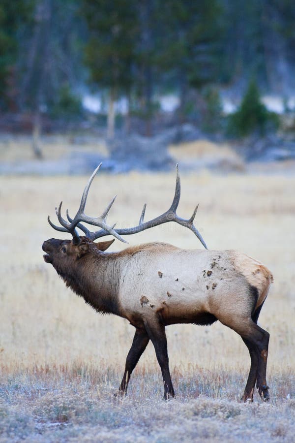 Bugling Elk in Frosty Meadow