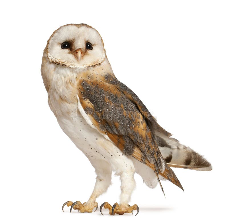 Buho de granero, Tyto alba, situación imagen de archivo libre de regalías Buho de granero, Tyto alba, situación imagen de archivo libre de regalías