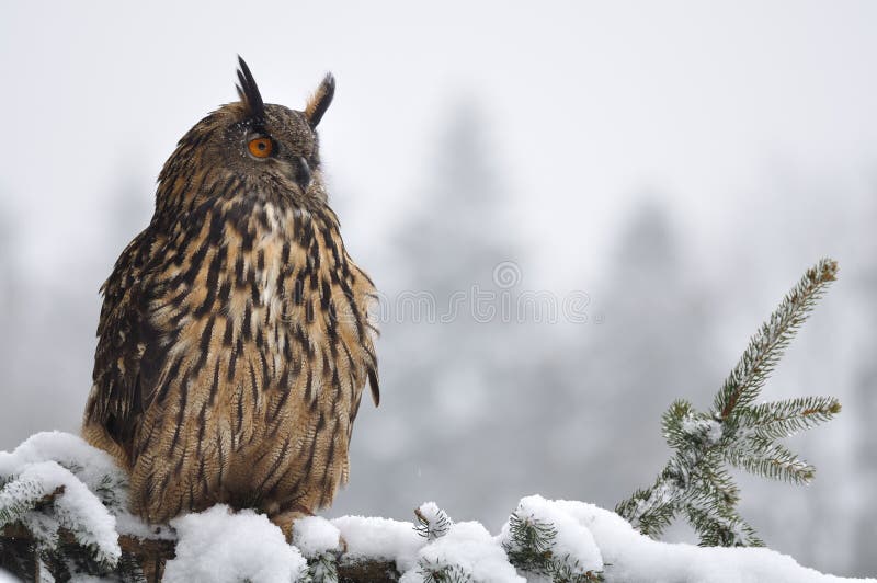 Buho de águila eurasiático que se sienta en árbol conífero foto de archivo libre de regalías Buho de águila eurasiático que se sienta en árbol conífero foto de archivo libre de regalías