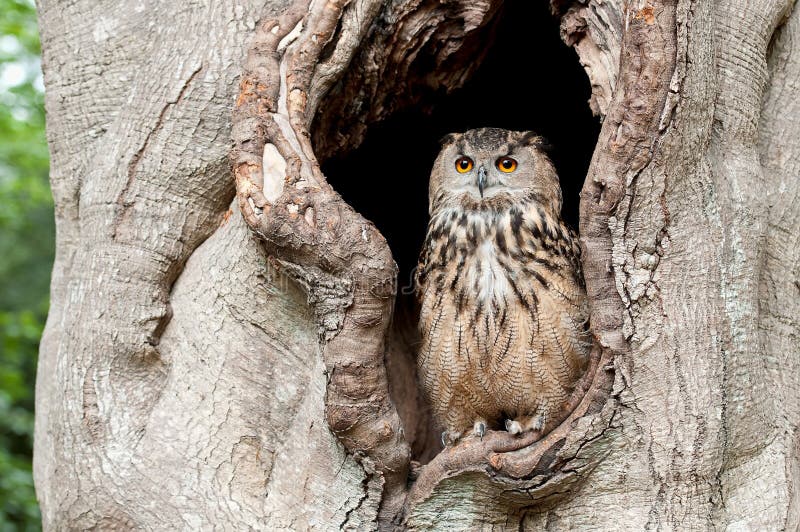 Buho en una depresión del árbol fotografía de archivo Buho en una depresión del árbol fotografía de archivo