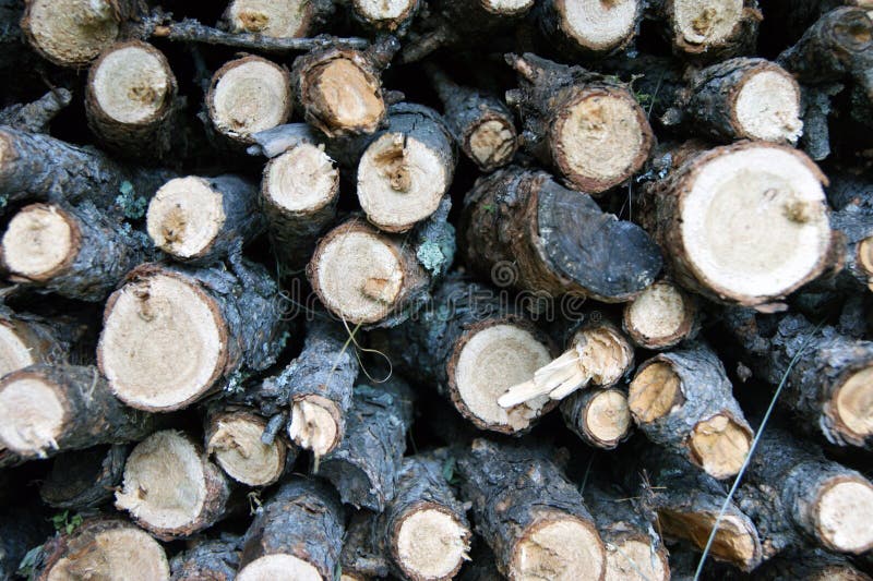 516 Larch Firewood Stock Photos Free & RoyaltyFree Stock Photos from