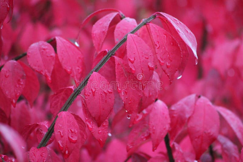 Buisson brûlant sous la pluie photographie stock libre de droits Buisson brûlant sous la pluie photographie stock libre de droits