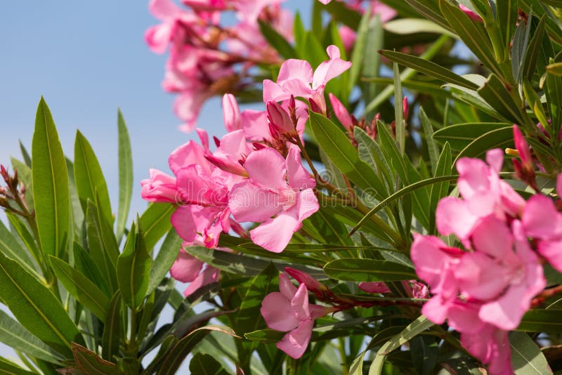 Buisson d'oléandre avec les fleurs roses image libre de droits Buisson d'oléandre avec les fleurs roses image libre de droits