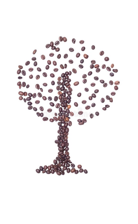 Buisson de café présenté des grains de café sur un fond blanc, en gros plan photos stock Buisson de café présenté des grains de café sur un fond blanc, en gros plan photos stock