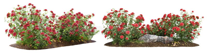 Buisson de roses rouges pour la conception de jardin