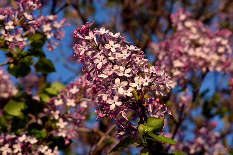 Buisson lilas photographie stock libre de droits Buisson lilas photographie stock libre de droits