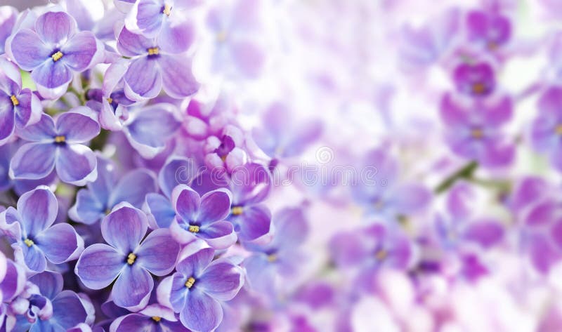 Buisson lilas de floraison de Syringa de macro vue Paysage de printemps avec le groupe de fleurs violettes usines de floraison de images libres de droits Buisson lilas de floraison de Syringa de macro vue Paysage de printemps avec le groupe de fleurs violettes usines de floraison de images libres de droits